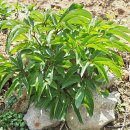 둔덕농장3 이미지