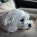 고혈압 | 강아지 건강검진 비용 고혈압 발견 후기