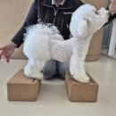 도그베이 미사점 이미지