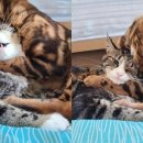 애정그루밍 이미지