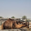 타이어8G | 아부다비 사막투어 오전 후기 및 소요시간 에티하드 항공 새벽 도착