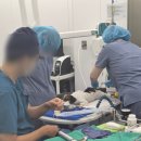정말로동물병원 | [참깨] 수원 강아지 치과 * 뿌리동물병원 발치 &amp; 스켈링 후기