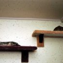 펫 패밀리 이미지