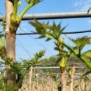 억대농장 이미지