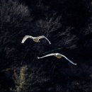 고니 - 수성구 | 고니