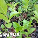 만첩