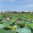 봉정연꽃마을 이미지