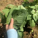 매일농장 이미지