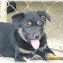 한국진돗개육종연구소 이미지