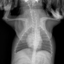 유동물의료센터 이미지