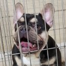 불독하우스 이미지