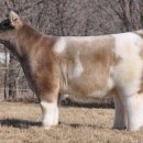 보송보송 이미지