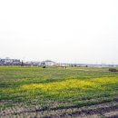 (버스)오성면사무소앞 이미지