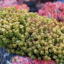 시커먼스 이미지