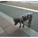 엄마손 동물병원 이미지