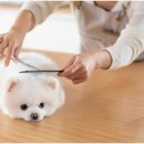 봄동물병원 이미지