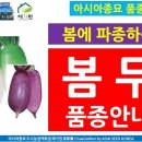 근형농장 | [아시아종묘 농사강의]- 봄에 파종하는 무 품종 안내 - 아시아종묘 봄무 여름무 품종 안내- 채가원의...
