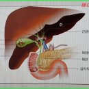 장안메디칼약국 | 쓸게빠진 놈의 쓸개빠진 병상일기