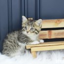 착한 고양이 이미지