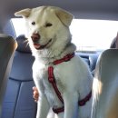 펫마마스푸드 이미지