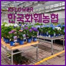 크로키아 | 식집사, 감성식물 커피나무와 황칠나무 일산 화훼단지 한국화훼농협 본점에서 구매한 후기(+로즈마리)