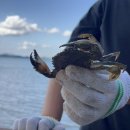 해그라미 이미지