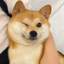 윌비굿 네이버블로그