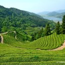 다원농장 이미지