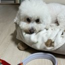 리드 | 산책 필수템! 캐니언헤지호그 강아지 목줄 리드줄 후기