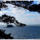 서천 마량리 동백나무 숲 이미지