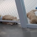 아망도그플레이스 이미지