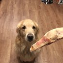 와다다펫푸드 이미지