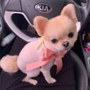 THE반하개 이미지