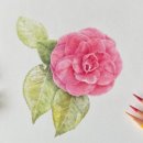 [성인] 색연필로 그리는 꽃 그림 보태니컬 아트 네이버블로그
