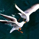 부산갈매기 이미지