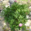 대자연농원 이미지