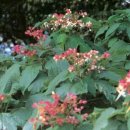 완도 맹선리 상록수림 이미지