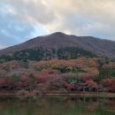 진산화훼 이미지