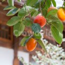 영원을위하여 이미지