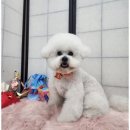 예쁘개 미용 이미지