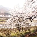 벚꽃길민박