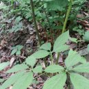 인비농장 이미지