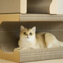 네코모리 이미지