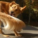 꼬리치는 강아지 이미지