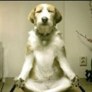 행복한 강아지 이미지