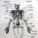 Re:수영, 교통사고로 천추골 골절..(천추골 위치 참조) 이미지