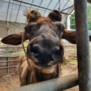 양지흑염소 이미지