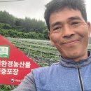 친환경 유기농노지무 (무청포함) 판매합니다 이미지