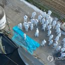 오리농장 이미지