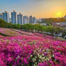 양지-3558 | [경기도 군포시] 군포 철쭉축제